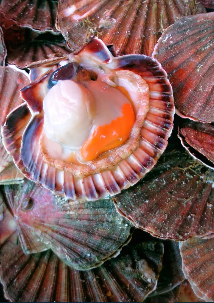 Coquilles Saitn-Jacques
