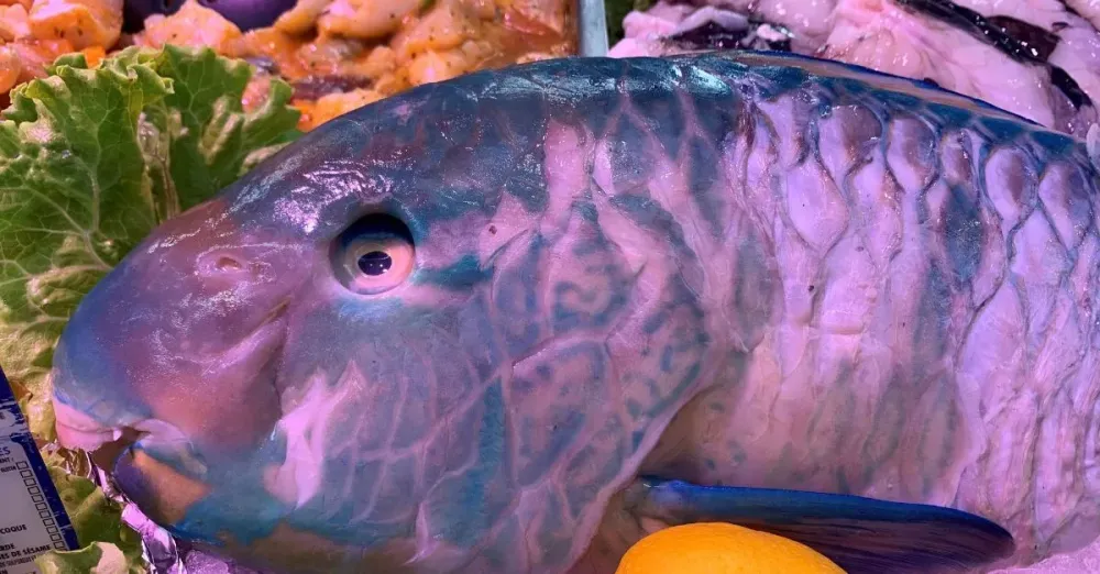 Poissonnerie Prunier Terrassier (6)