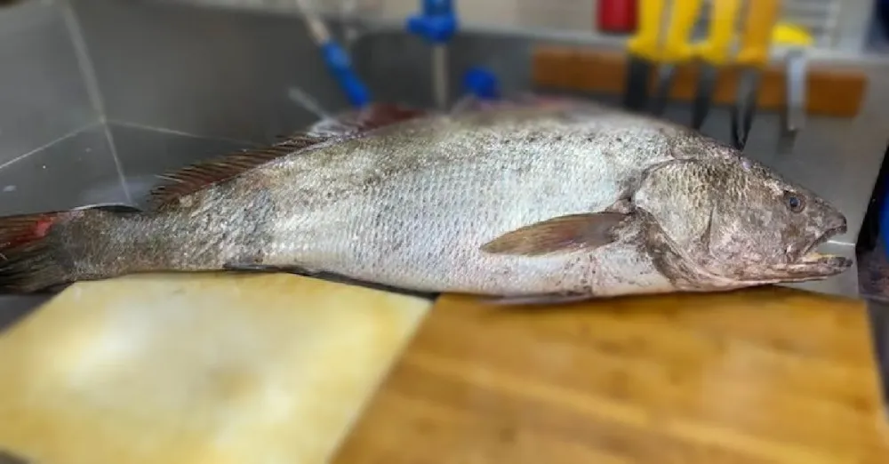 Poissonnerie Prunier Terrassier (7)