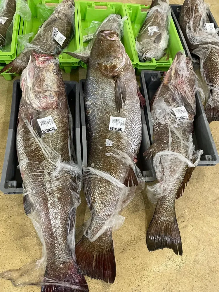 Gros poisson