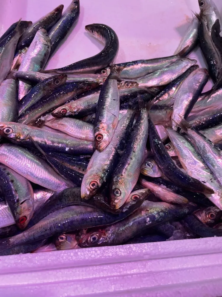 Petit poisson